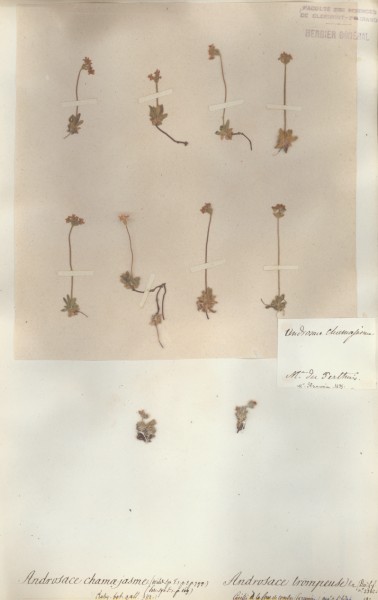 Androsace chamae jasme CLF059181