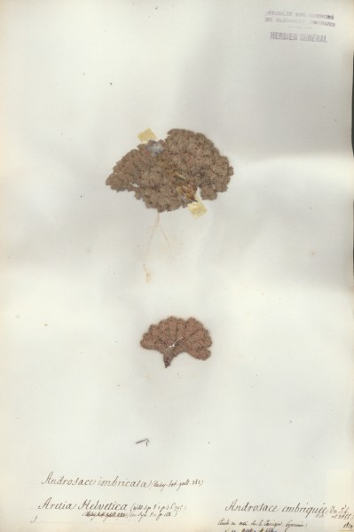 Androsace imbricata CLF059122