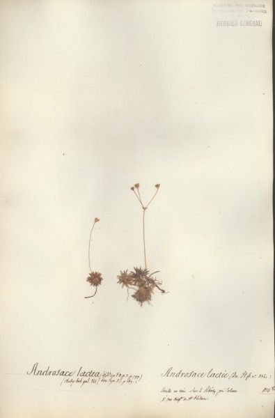 Androsace lutea CLF059128