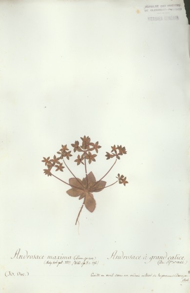 Androsace maxima CLF005446