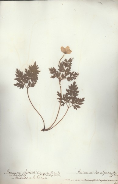 Anemone alpina CLF003805