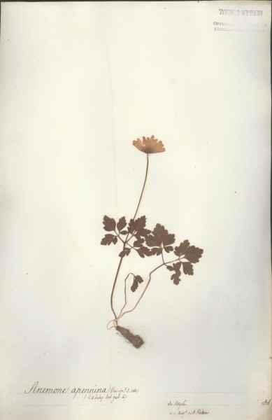 Anemone apennina CLF003823