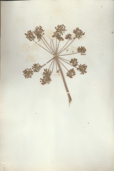 Angelica sylvestris 2