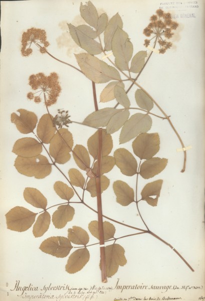 Angelica sylvestris