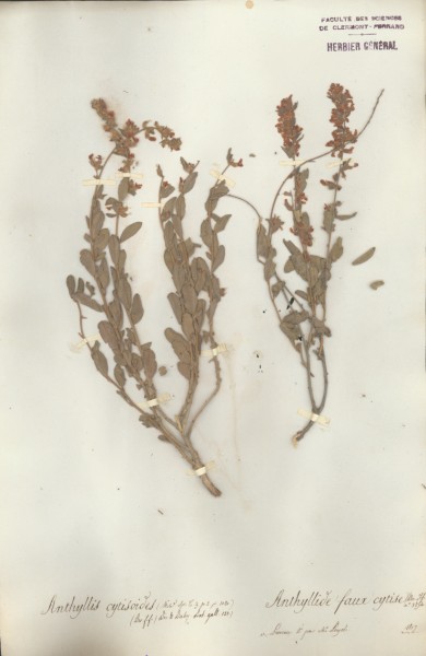 Anthyllis cytisoides CLF027817