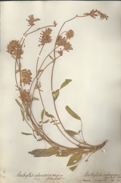 Anthyllis vulneraria