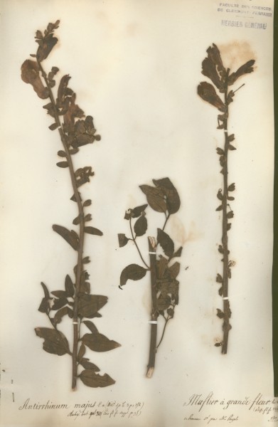 Antirrhinum majus CLF068837