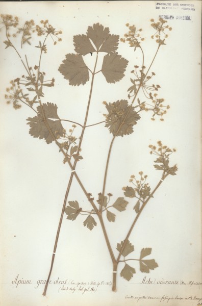 Apium graveolens CLF038956