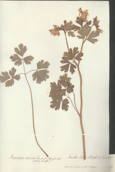 Aquilegia alpina CLF007373