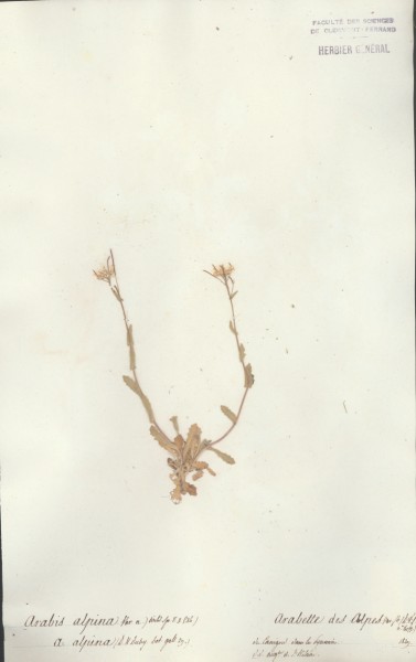 Arabis alpina  CLF012989