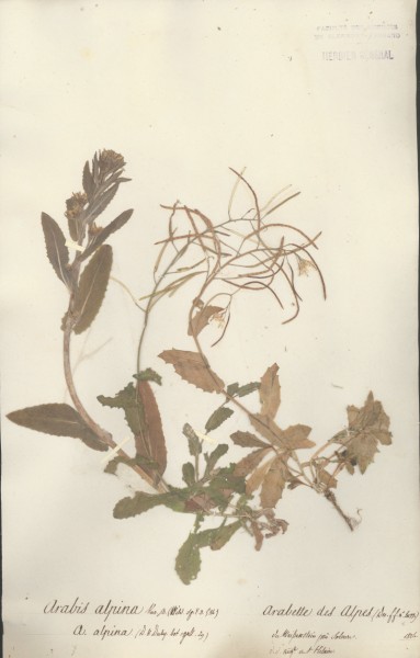 Arabis alpina CLF012989
