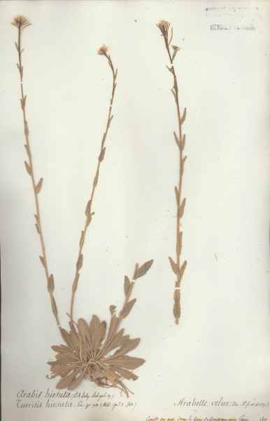 Arabis hirsuta CLF013266