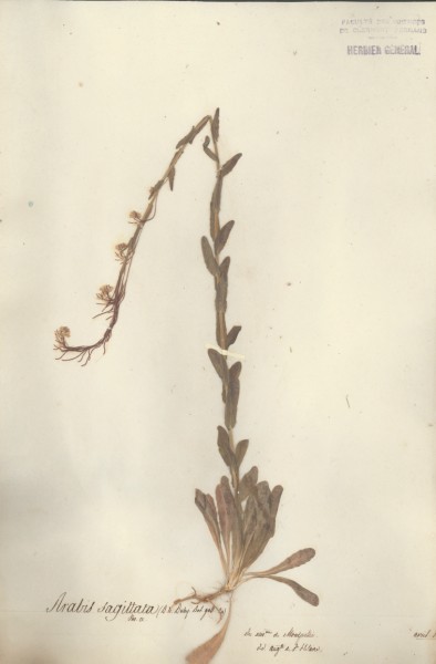 Arabis sagittata CLF013303