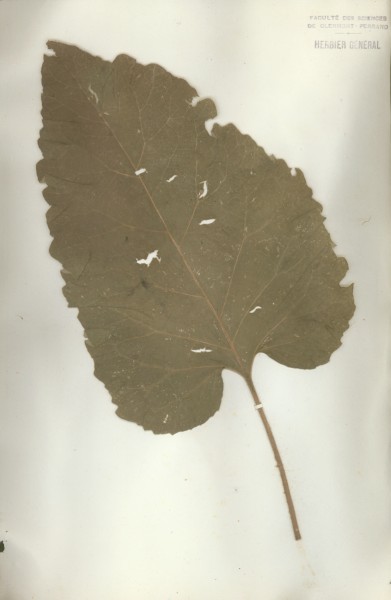 Arctium lappa  CLF049357