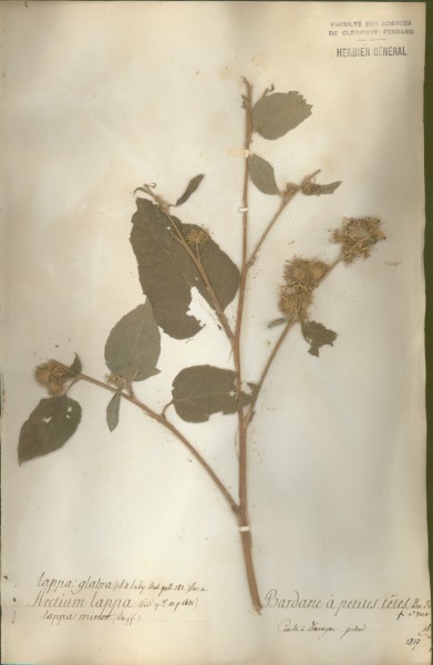 Arctium lappa CLF049357