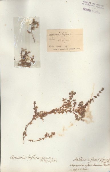 Arenaria bifolia CLF019604 CLF019605