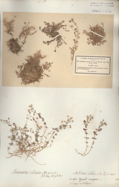 Arenaria ciliata CLF019621 CLF019622