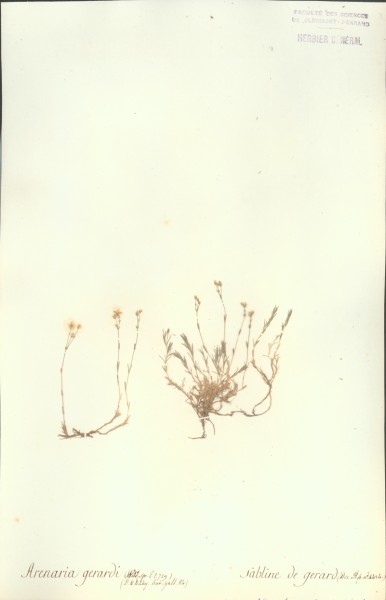 Arenaria gerardi CLF019886
