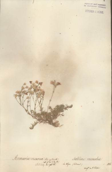 Arenaria recurva CLF019827