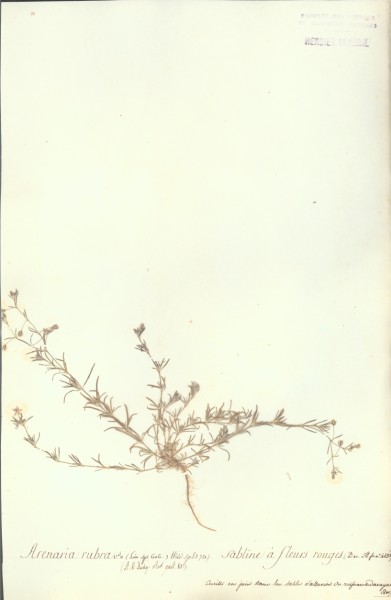 Arenaria rubra CLF020114
