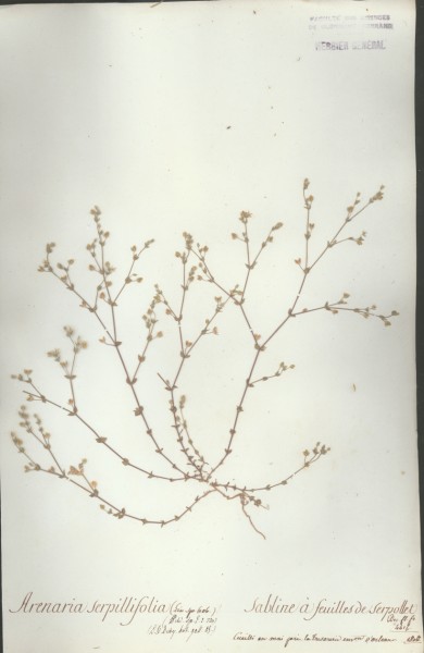Arenaria serpillifolia CLF019691