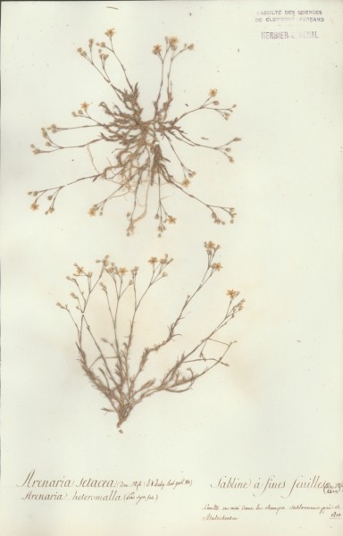 Arenaria setacea CLF019839