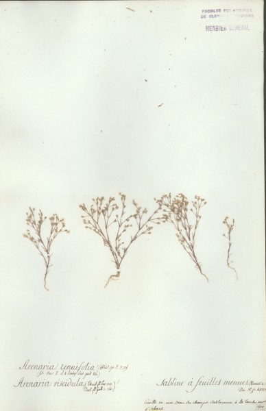 Arenaria tenuifolia CLF019850