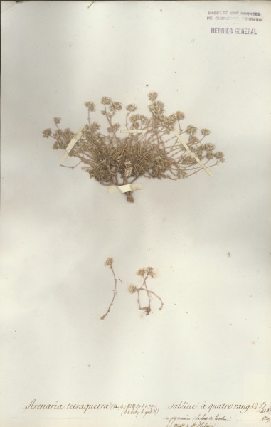 Arenaria tetraquetra CLF019703