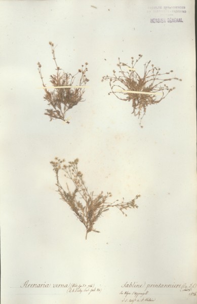 Arenaria verna CLF019869