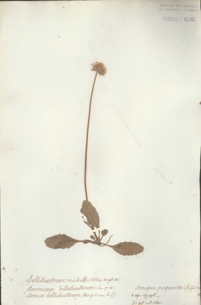 Arnica bellidiastrum CLF045481