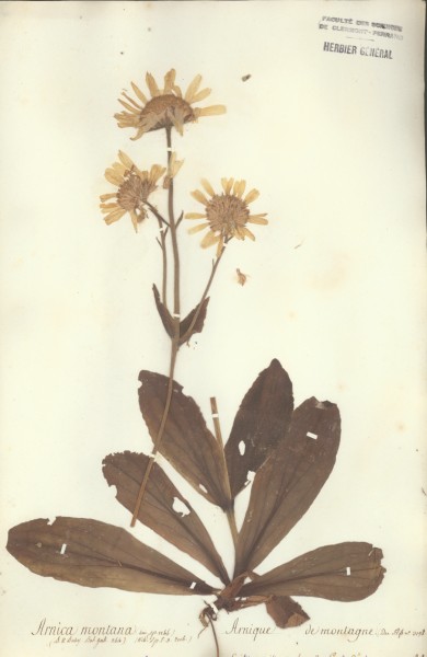 Arnica montana CLF048482