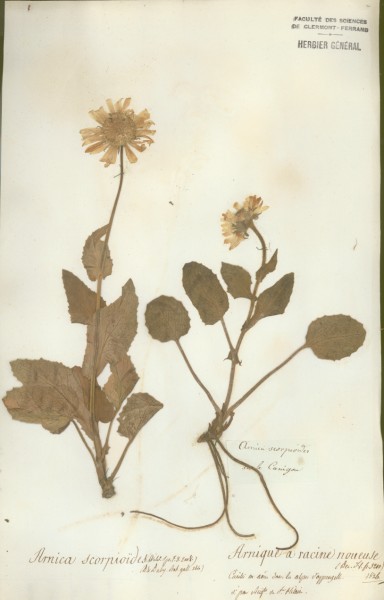 Arnica scorpio&Atilde;¯des CLF048522