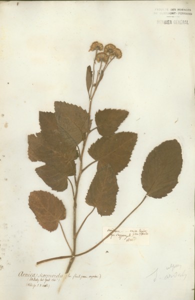 Arnica scorpio&Atilde;¯des CLF048592