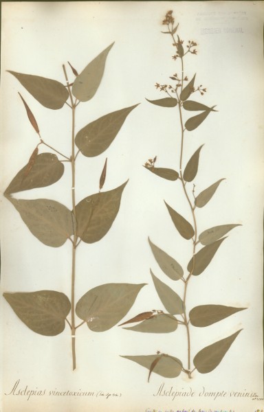 Asclepias vincetoxicum CLF059943