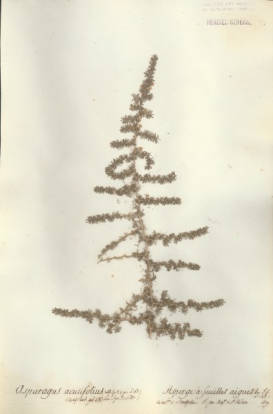 Asparagus acutifolius