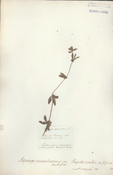 Asperugo procumbens