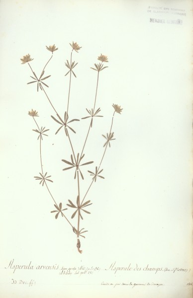 Asperula arvensis
