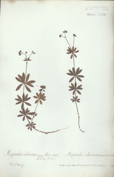 Asperula odorata