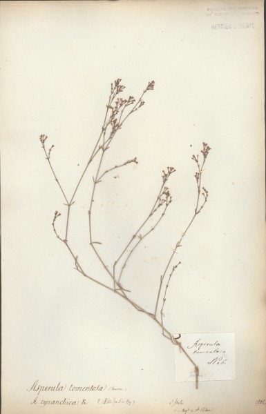 Asperula tomentosa