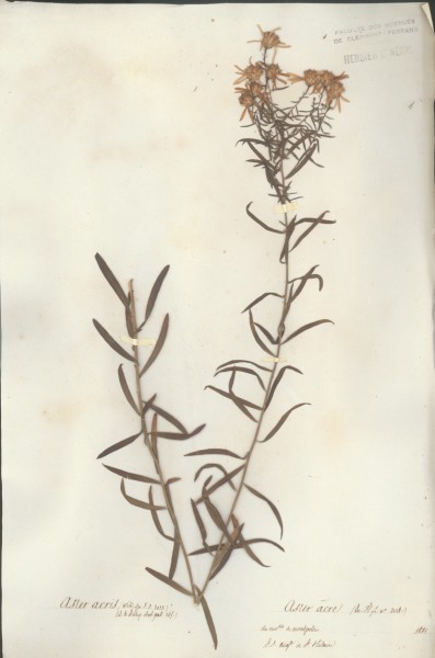 Aster acris CLF045515