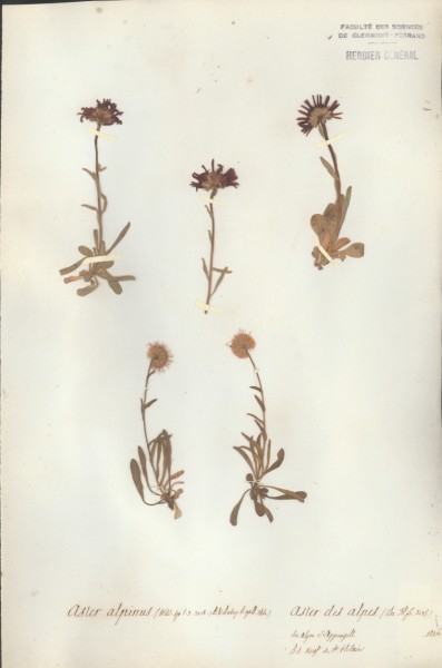 Aster alpinus CLF045531