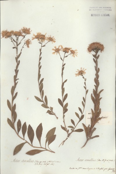 Aster amellus CLF045547