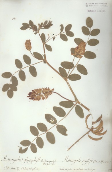 Astragalus glycyphyllos CLF029031
