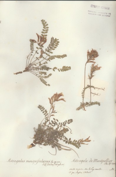 Astragalus monspessulanus CLF029098