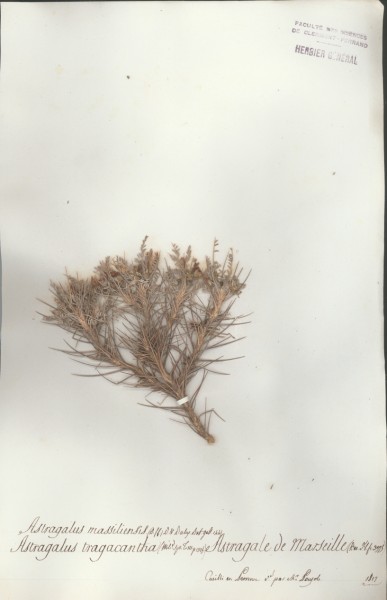Astragalus tragacantha CLF029075