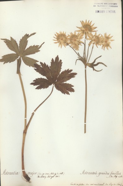 Astrantia major CLF038504