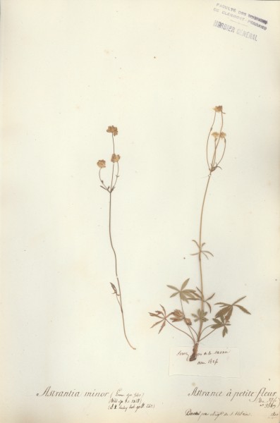 Astrantia minor  CLF038518
