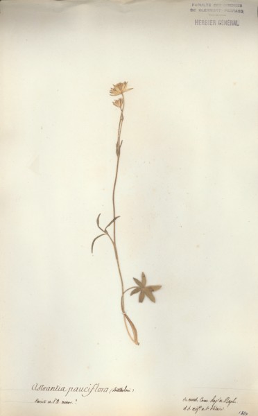 Astrantia pauciflora CLF038488