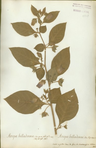 Atropa belladona CLF065799