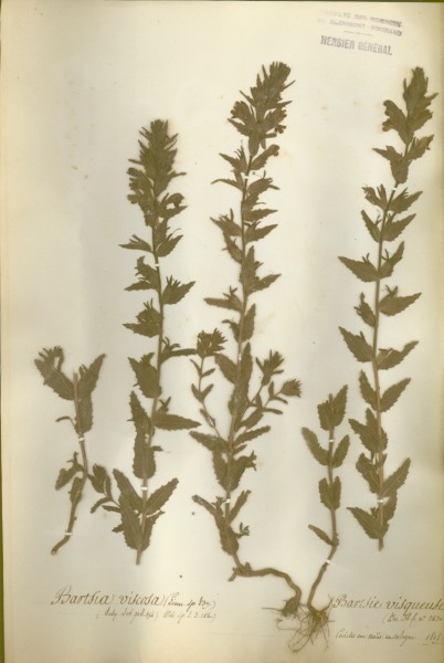Bartsia viscosa CLF072096